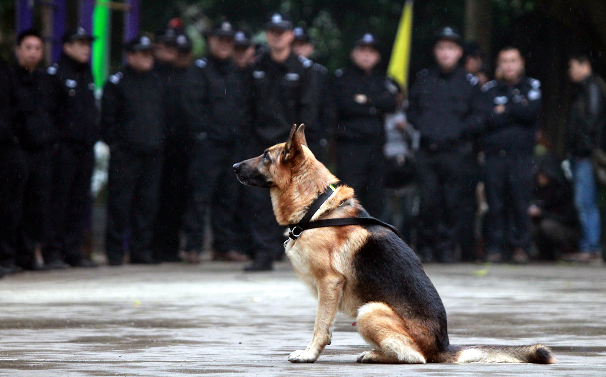 九游体育-包含多伦多猛龙训练开放日，国际比赛日战术微调引欢呼，德国杯在即，球探报告显示潜力的词条-九游体育